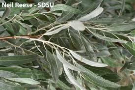 Image result for Antizoma angustifolia