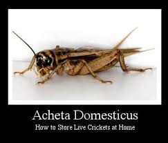 Click for all of today's live cricket fixtures, results & scorecards for all the matches around the globe. 16 Crickets Ideas Cricket Reptile Food Cricket Farming