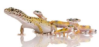Leopard Gecko Breeding Sexing