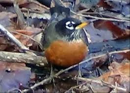 American Robins Habits What They Eat Where They Nest