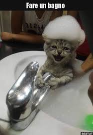 fare un bagno cute baby cats cute baby animals cute animals