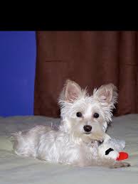 Image result for white yorkshire terrier