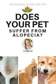 Does Your Pet Suffer From Alopecia Get Real Vet Advice Alopecia Treatment Dog Hair Loss Cat Hair Loss