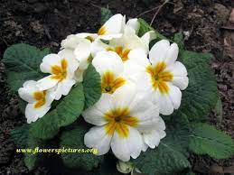 Primrose Winter Flower Pictures Flowers Photography White Gardens