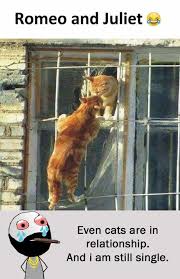 Who is responsible for all the shakespeare memes? Dopl3r Com Memes Romeo And Juliet Even Cats Are In Relationship And I Am Still Single