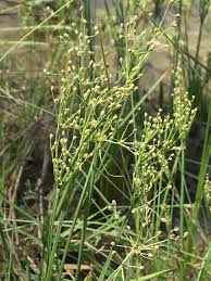 Image result for Fimbristylis quinquangularis