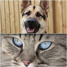 Service dogs german shepherd cute animals cute dogs animals dog cat war dogs police dogs dogs. German Shepherds Cats Can They Get Along Play Together