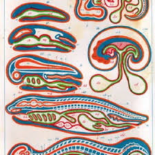 1866 stellte der deutsche arzt und zoologe ernst häckel die theorie auf, dass die entwicklung einzelner lebewesen, also die ontogenese, in. Pdf Haeckel Reloaded 150 Jahre Biogenetisches Grundgesetz