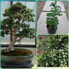 Check spelling or type a new query. Amingrow Anak Pokok Teh Fukien Teh Pagar Carmona Retusa Pokok Hiasan Pagaran Shopee Malaysia