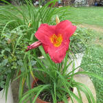 Daylily 'pardon me' delivers a delightful fragrant performance in the garden. Little Business Daylily Gurney S Seed Nursery Co