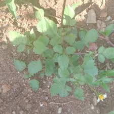 Image result for Bidens oligoflora