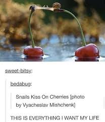Snail Action Tumblr Cute Animals Cute Funny Animals Cute Little Animals