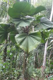 Image result for Licuala grandis