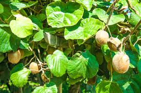 Image result for Actinidia