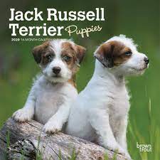 Toto nadmieru aktívne, prešibané a trúfalé plemeno je veľmi sebavedomé, občas až. Jack Russell Terrier Puppies 2020 7 X 7 Inch Monthly Mini Wall Calendar Animals Dog Breeds Terriers Browntrout Publishers Inc Browntrout Publishers Editing Team Browntrout Publishers Design Team Browntrout Publishers Design Team