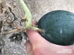 Check spelling or type a new query. Growing Watermelon In Containers From Seed To Harvest