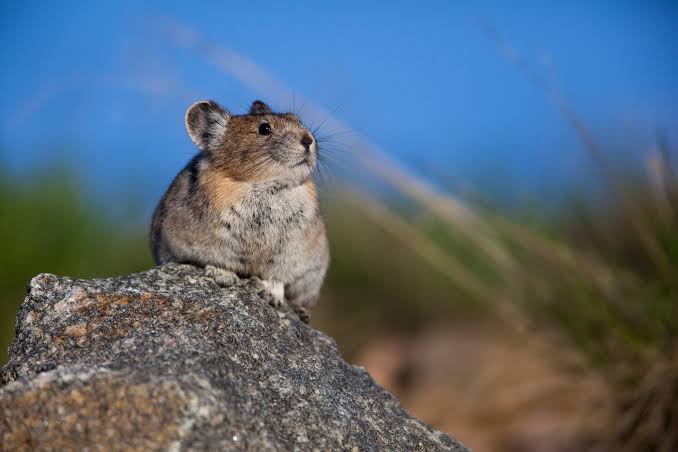 What is extinction? The answer is complicated. | National Geographic