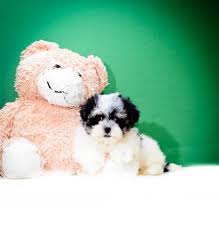 Check our list of puppies for sale now! Pin On Havanese Puppies