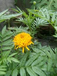 Khasiat bunga tahi ayam yang jarang diketahui pokok bunga tahi ayam menghasilkan bunga yang cantik dan warnanya sama ada kuning atau oren terang memang menarik lagi sesuai untuk dijadikan tanaman hiasan di halaman rumah. Bunga Tahi Ayam Steemkr