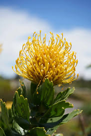 Image result for Leucospermum