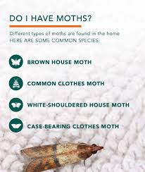 Check spelling or type a new query. Clothes Moths Facts How To Get Rid Of Moths
