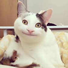 See more ideas about matching profile pictures, anime couples drawings, cute anime couples. Polite Cat Discord Album On Imgur