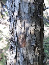 Image result for Acacia amythethophylla