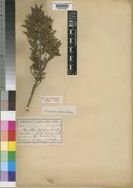 Image result for Tricalysia bagshawei