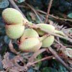 Image result for Manniophyton