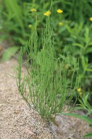 Image result for Polygala melilotoides