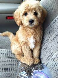 We are still building out that site, so bear with us, but starting very soon we will have. Such A Sweet And Innocent Little Puppy Puppies Cute Animals Baby Animals