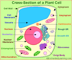 plant cell anatomy enchanted learning