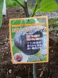 野生のヤギが出現 Guuのひとりダッシュ村ごっこ