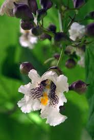 10 Unusual Flowers In Summer Gardens And Landscape Design Unusual Flowers Architectural Plants Pretty Plants