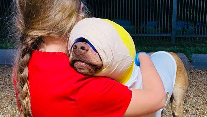 Buddy, dog set on fire in Mississippi by child, prompts petition drive