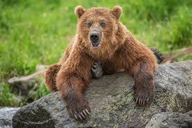 Последние твиты от stronger musclebear! Russian Couple Say They Spent 10 Days In Trees Eluding Bear