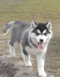 Black And White Pomsky Puppy Pomsky Headquarters Your Source For Pomsky Information Pomeranian Husky Husky Puppy Pomsky Puppies