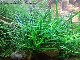 Image result for Eriocaulon buchananii