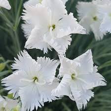 Pin On Perennials