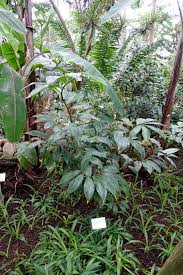 Image result for Costus dubius