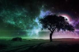 All of these patterns background images and vectors have high resolution and can be used as banners, posters or wallpapers. Night Tree Wallpapers Top Free Night Tree Backgrounds Wallpaperaccess