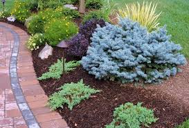 Check spelling or type a new query. Dwarf Blue Spruce Nana Juniper Coreopsis Crimson Pygmy Barberry Yucca American Traditional Garden New York By Apple Tree Landscapes Inc Houzz