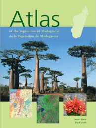 Image result for Erythroxylum platycladum