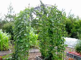 In The Garden Placement Counts When It Comes To Growing Beans The Spokesman Review