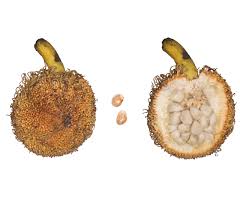 Image result for Artocarpus