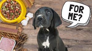 The ingredients are precisely chosen and combined to create the ultimate healthy diet for large dog breeds. Should Great Danes Eat Puppy Food Youtube