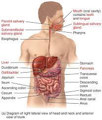 Organs Of Digestive System Diagram Diagram Quizlet