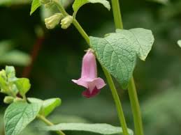 Image result for Sesamum