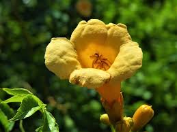 Read moree so i will be expanding the beds to include our wild yellow passion flower vines instead of trying to transplant them. Flower Trumpet Vine Yellow Free Photo On Pixabay