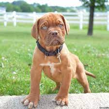 Dogue De Bordeaux Puppies For Sale Greenfield Puppies Mastiff Puppies French Mastiff Puppies Mastiff Puppies For Sale